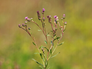 Creeping thistle plant, Cirsium arvense