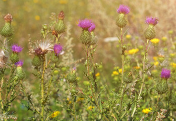 Blooming spear thistle on a field under soft light