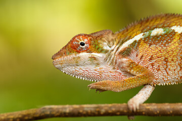 small lizard panther chameleon (Furcifer pardalis) on small branch in rainforest at natural habitat Masoala national park forest, Madagascar wildlife, Africa