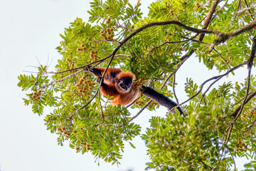 Madagascar Red ruffed lemur feeding on tree top, Varecia rubra, Masoala rainforest, Madagascar...