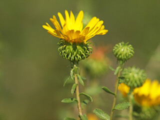 Yellow flower of curlycup gumweed, Grindelia squarrosa
