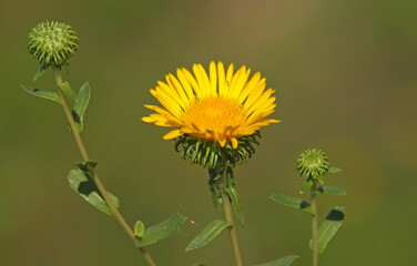 Yellow flower of curlycup gumweed, Grindelia squarrosa