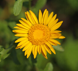 Yellow flower of curlycup gumweed, Grindelia squarrosa	