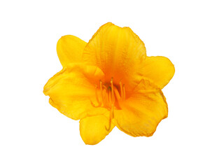 Obraz na płótnie Canvas Reblooming Daylily yellow flower isolated on white, Hemerocallis Stella de Oro