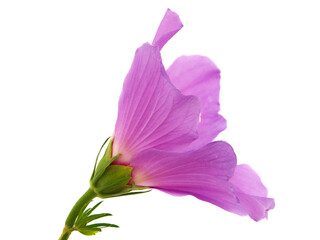 Fototapeta na wymiar Purple pink hibiscus flower isolated on white background 
