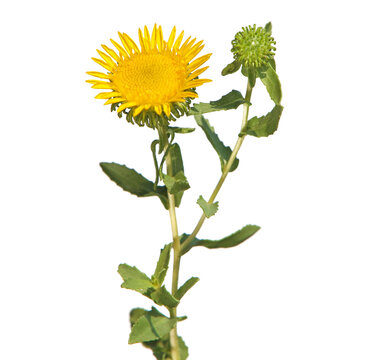 Yellow flower of curlycup gumweed isolated on white, Grindelia squarrosa	