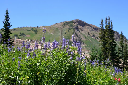 Blue Lupine Wildflowers And The Wasatch Mountain Range, Alta, Utah