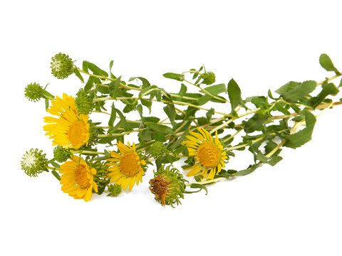 Bouquet of yellow flower of curlycup gumweed isolated on white, Grindelia squarrosa	