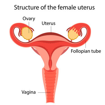 Structure of the female uterus