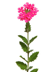 Pink trailing verbena isolated on white	