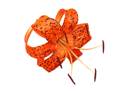 Orange Tiger lily flower isolated on white, Lilium lancifolium syn. L. tigrinum	