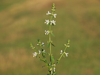 Annual woundwort or annual hedge-nettle, Stachys annua
