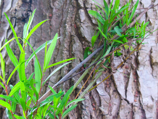 foliage on tree