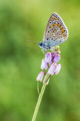 Plakat petita papallona de tons blaus sobre tot a l'interior de les ales sobre una flor rosa