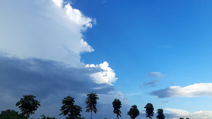 Tree and Blue and white sky. 