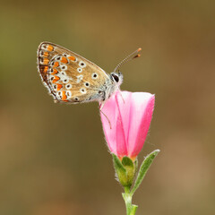 this little butterfly has the inside of its blue wings on a pink flower