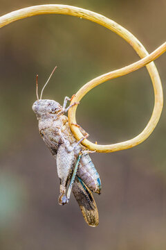 saltamonte de tonalidad gris en una rama seca muy curvada