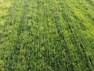 Wild red poppies on a wheat field, aerial view.