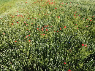 Fototapeta premium Red poppies on a wheat field on a sunny day, aerial view. Background.
