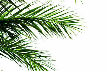 Obraz premium Green palm leaves on white background