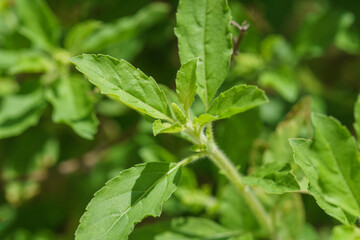 Holy basil leaf in garden