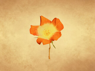 Red yellow rose flower on old paper background