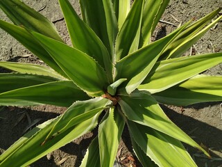 Obraz premium cactus in the garden