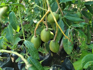 green fruits on tree