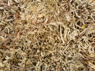 Tropical dry eucalyptus leaves for background