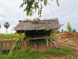 Hut thatched with dry grass