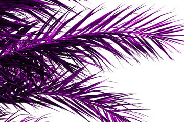 Purple palm leaves on white background