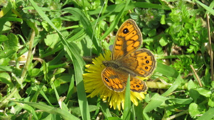 Lasiommata megera