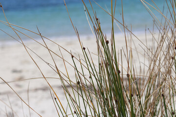 Common Rush or Soft Rush (Juncus effusus) (long grass like)  and Beach Background in the Wind. Silver Beach Sydney
