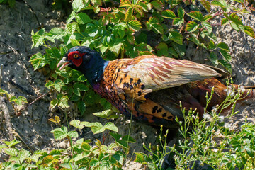 A pheasant bird stands on a meadow in the middle of field flowers and grass