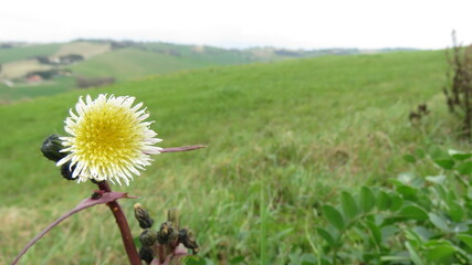 Fiore selvatico