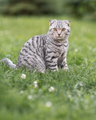 Gray tabby cat sits in green grass