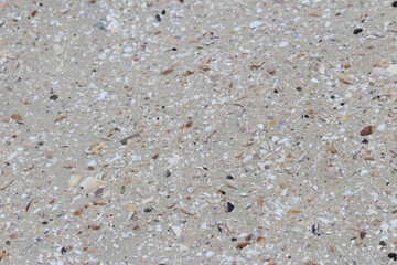 Sand and broken shells on the beach. Silver Beach Sydney