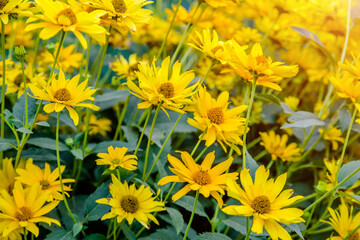  A yellow daisy blooms in the country garden
