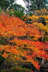 赤と黄色と緑のパッチワークを見せる日光