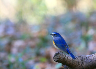 美しいルリビタキ