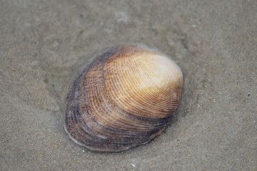 Old Sea Shell with Water Flowing and Wet Sand. Bivalve. Silver beach Sydney..