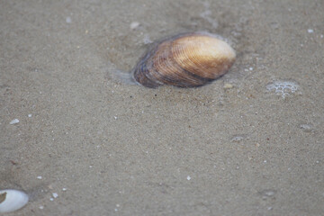 Water Washing Over a seashell in Wet Sand. Bivalve. Silver Beach Sydney.