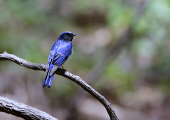 Naklejka premium 美しいオオルリ