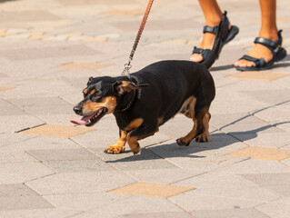 dachshund dog for a walk with the owner