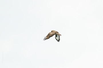 One common buzzard bird, bird of pray, buteo buteo, in flight against a white sky