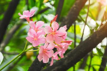 Obraz premium Pink flower oleander inflorescence close up view.
