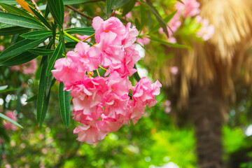 Pink saturated oleander inflorescence close up view.