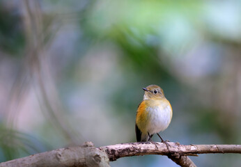 美しいルリビタキ