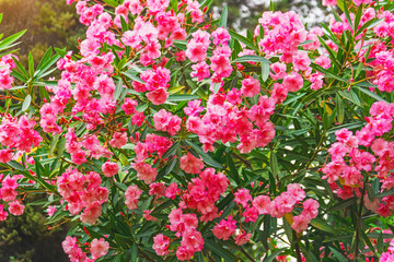 Obraz premium Lush and dense bush of blooming oleander in a subtropical park.