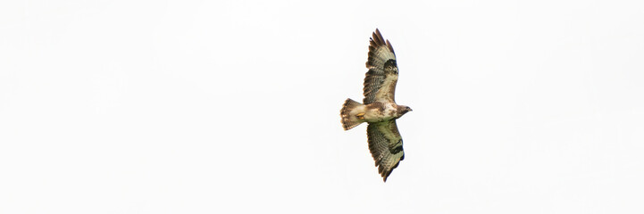 One common buzzard bird, bird of pray, buteo buteo, in flight against a white sky. Wide long cover...